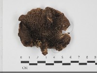 登錄號:F0032051藏品圖，第4張
