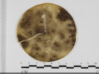 登錄號:F0032052藏品圖，第1張