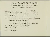 顯絲菌屬藏品圖，第2張