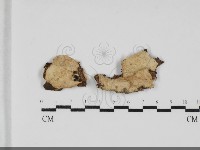 登錄號:F0032062藏品圖，第1張