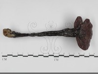 登錄號:F0032065藏品圖，第1張