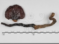 登錄號:F0032066藏品圖，第1張