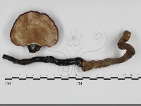 登錄號:F0032066藏品圖，第3張