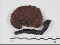 登錄號:F0032067藏品圖，第1張