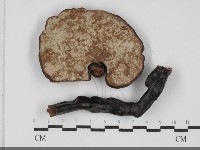 登錄號:F0032067藏品圖，第3張