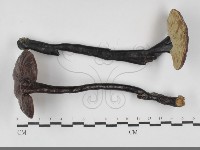 登錄號:F0032068藏品圖，第3張