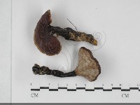 登錄號:F0032069藏品圖，第1張