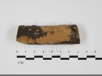 擬射脈菌屬藏品圖，第1張