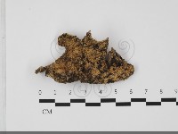 硬孔菌屬藏品圖，第1張