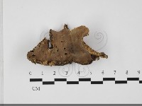 硬孔菌屬藏品圖，第3張