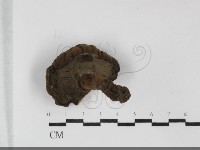 登錄號:F0032083藏品圖，第3張