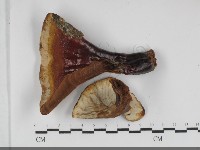 重傘靈芝藏品圖，第1張