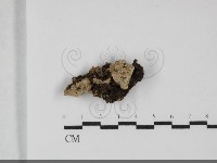 登錄號:F0032087藏品圖，第1張