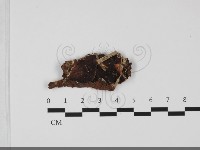 登錄號:F0032090藏品圖，第1張