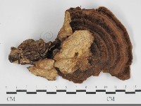 登錄號:F0032096藏品圖，第1張