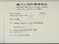 蜂窩菌屬藏品圖，第2張