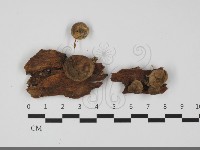 登錄號:F0032105藏品圖，第1張