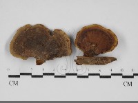 登錄號:F0032106藏品圖，第1張