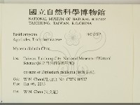 雙蓋蕨小菇藏品圖，第2張