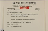 雙蓋蕨小菇藏品圖，第3張