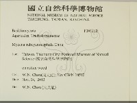 近藍蓋小菇藏品圖，第2張
