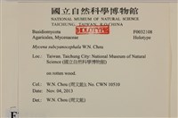 近藍蓋小菇藏品圖，第3張