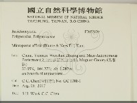 相鄰小孔菌藏品圖，第2張