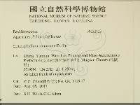 裂褶菌藏品圖，第2張