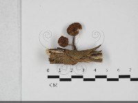 登錄號:F0032127藏品圖，第1張