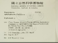 絲齒菌屬藏品圖，第2張