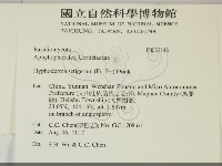 剛毛絲皮菌藏品圖，第2張