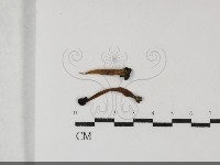 登錄號:F0032150藏品圖，第1張