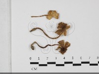 登錄號:F0032153藏品圖，第1張