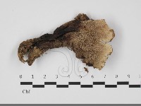 登錄號:F0032154藏品圖，第3張