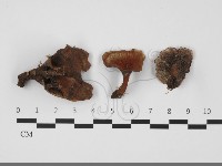 登錄號:F0032155藏品圖，第1張
