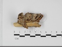 登錄號:F0032157藏品圖，第1張