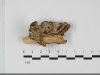 登錄號:F0032157藏品圖，第3張