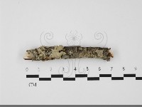 登錄號:F0032158藏品圖，第1張