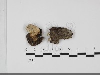 寡孔菌屬藏品圖，第1張