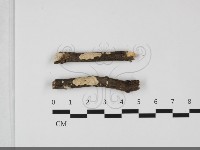 登錄號:F0032177藏品圖，第1張