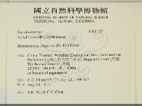 剛毛絲皮菌藏品圖，第2張