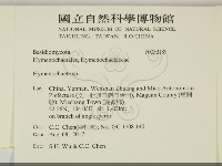 刺革菌屬藏品圖，第2張