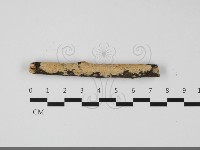 登錄號:F0032204藏品圖，第1張