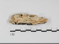 登錄號:F0032212藏品圖，第1張