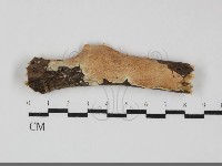 登錄號:F0032213藏品圖，第1張