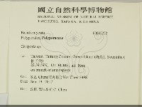 蠟孔菌屬藏品圖，第2張