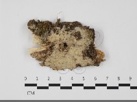 登錄號:F0032238藏品圖，第1張