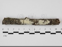 登錄號:F0032239藏品圖，第1張