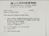 相鄰小孔菌藏品圖，第2張