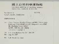 絲齒菌屬藏品圖，第2張